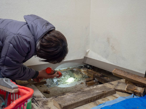 Best Attic Mold Removal  in Mays Chapel, MD