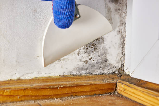 Best Mold Odor Removal Services  in Mays Chapel, MD